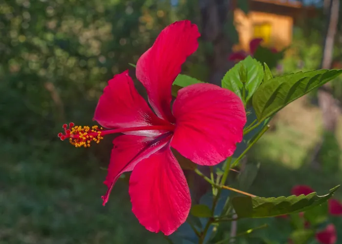 Finca Colibri Ecolodges En Pleine Nature Ferry Playa Najanjo Costa Rica