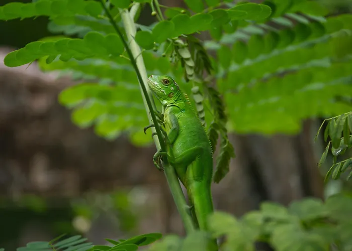 Finca Colibri Ecolodges En Pleine Nature Ferry Playa Najanjo Costa Rica
