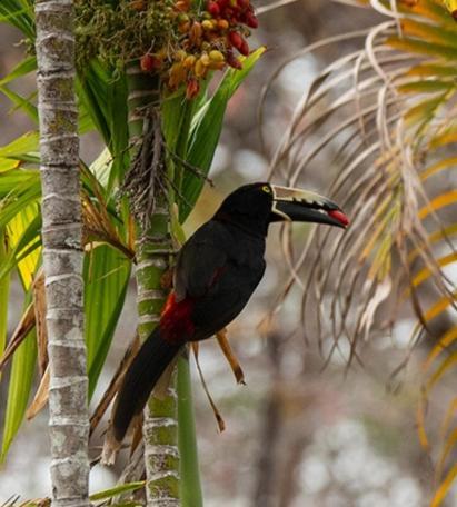 Colibri En Pleine Nature Ferry Playa Najanjo Costa Rica * Cabo Blanco