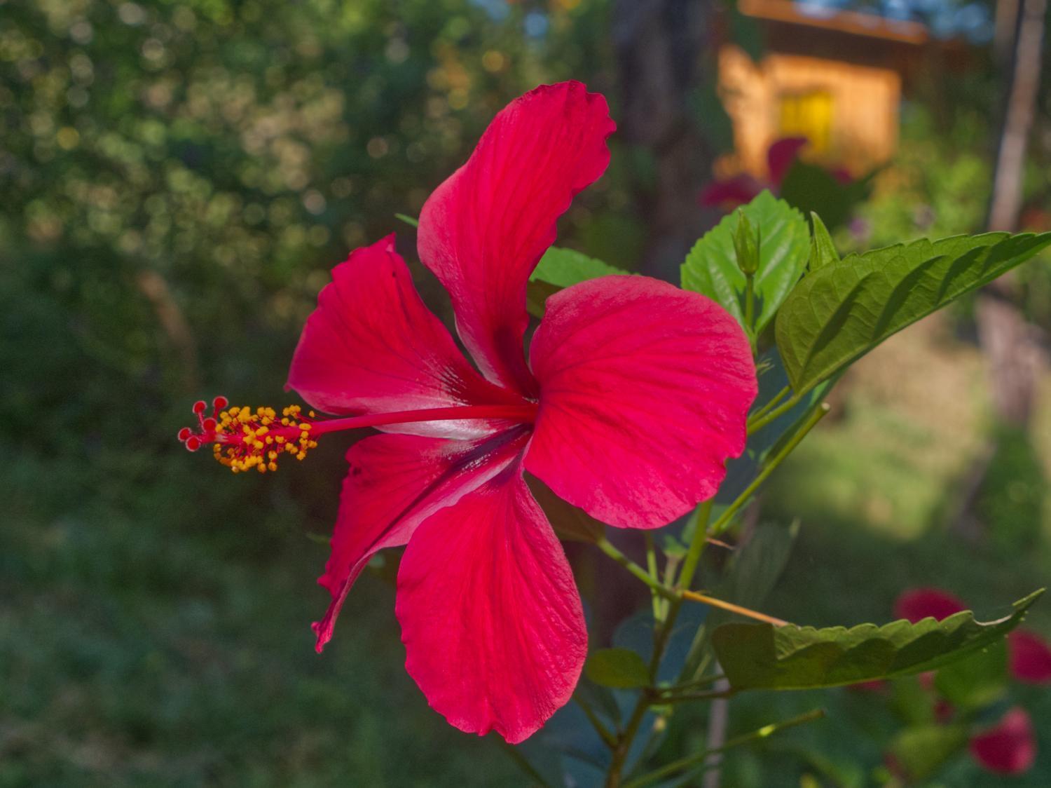 Lodge Colibri En Pleine Nature Ferry Playa Najanjo Costa Rica