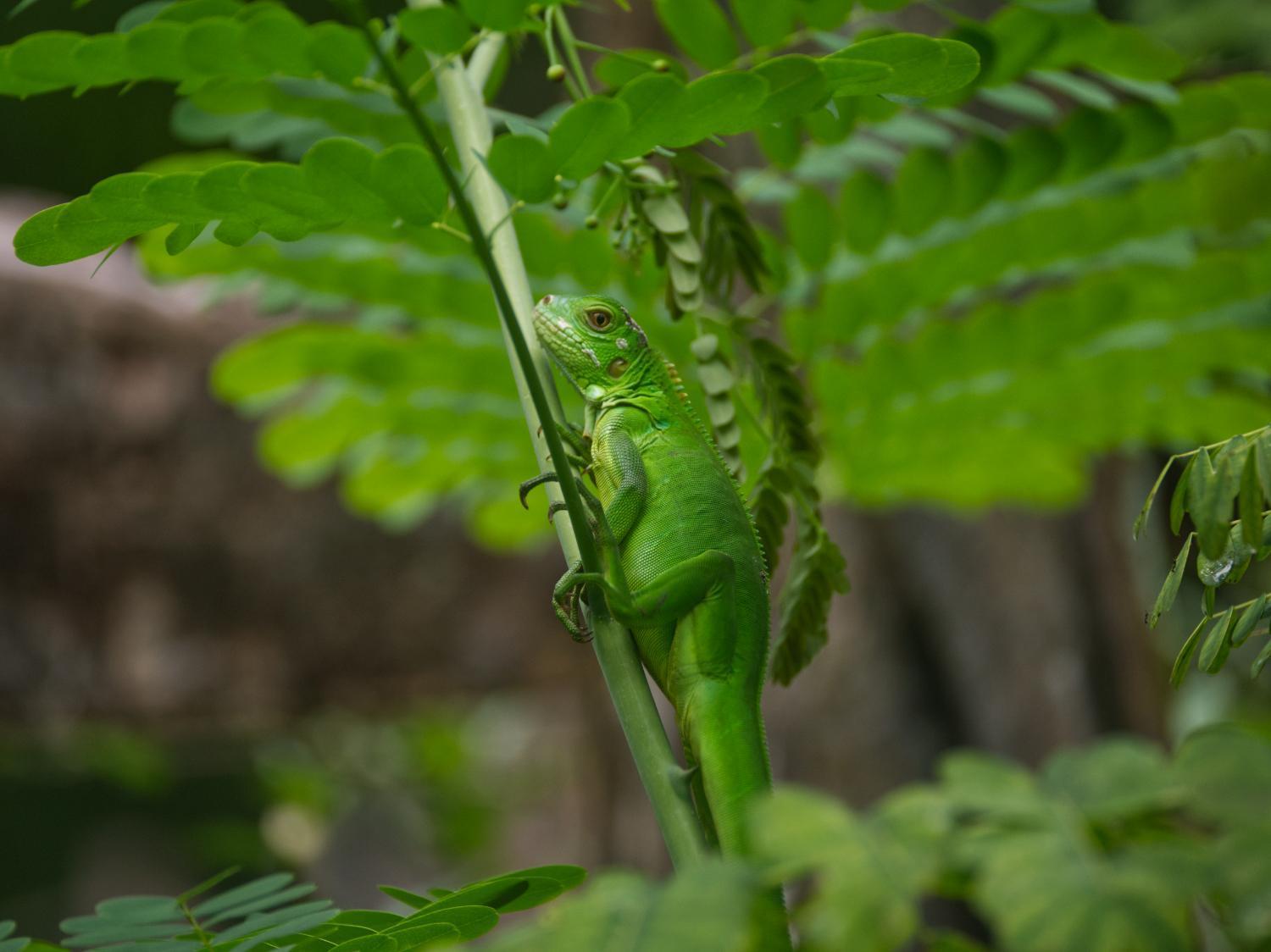 Lodge Colibri En Pleine Nature Ferry Playa Najanjo Costa Rica *